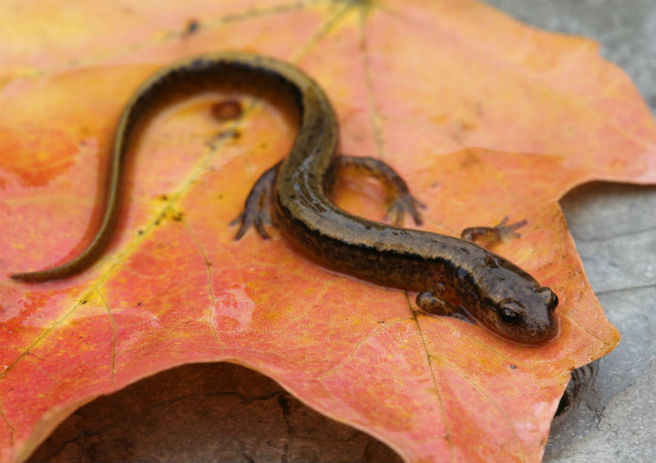 Two-lined Salamander